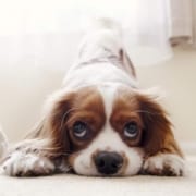 dog odour blog