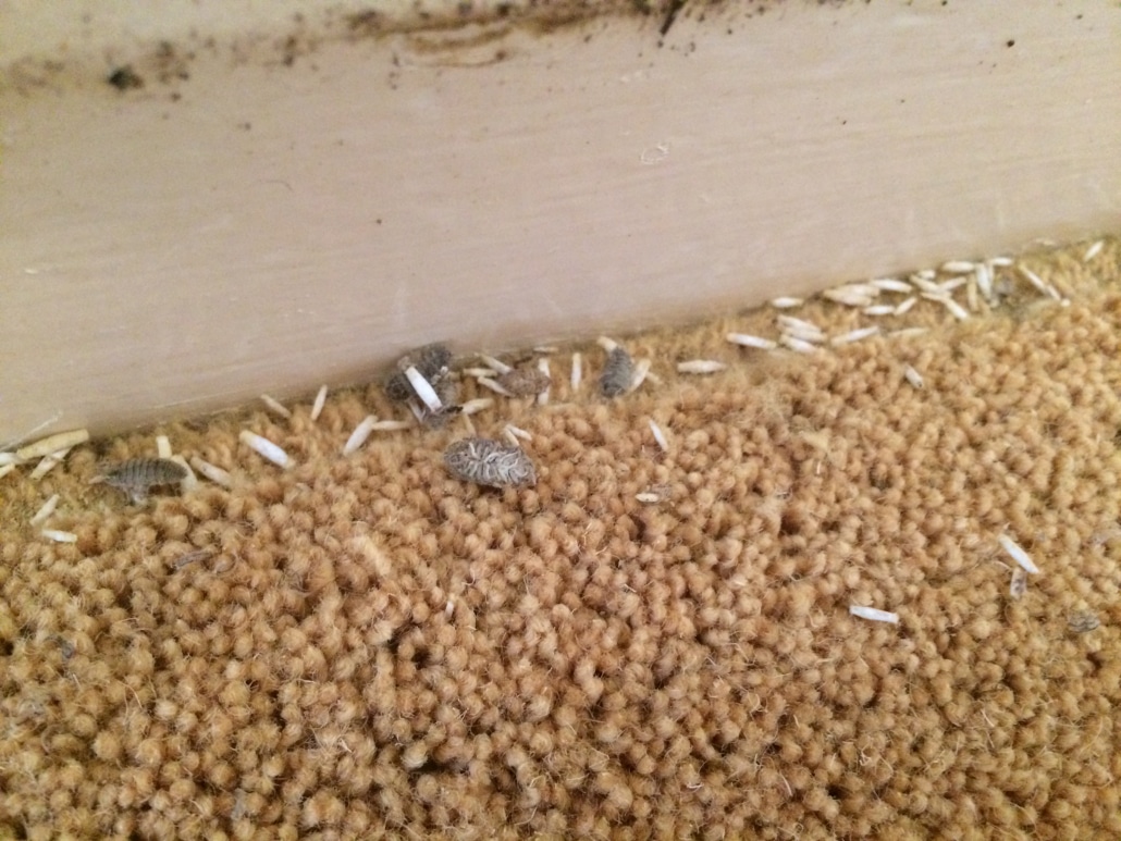 Carpet moth infestation