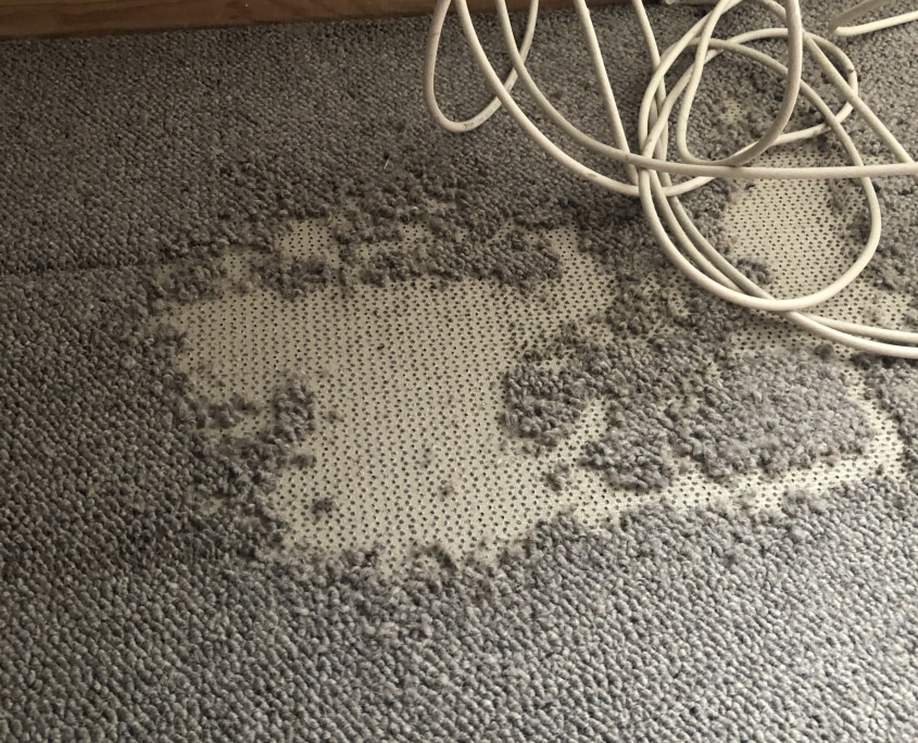 Carpet moth damage to carpet